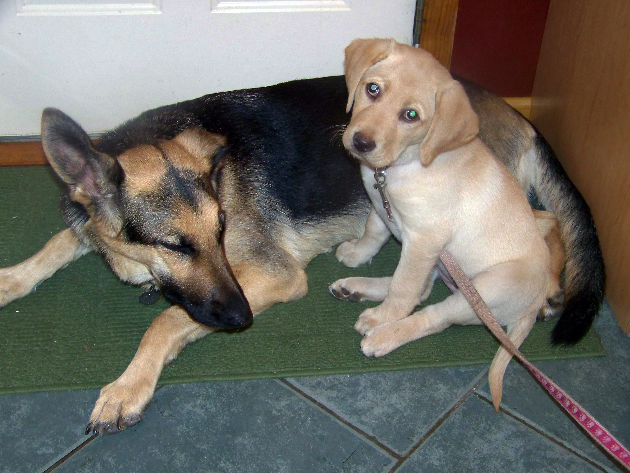 German shepherd Oprah taking care of yellow lab Haiku