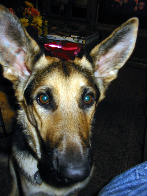 german shepherd Oprah with a red bow between her big ears