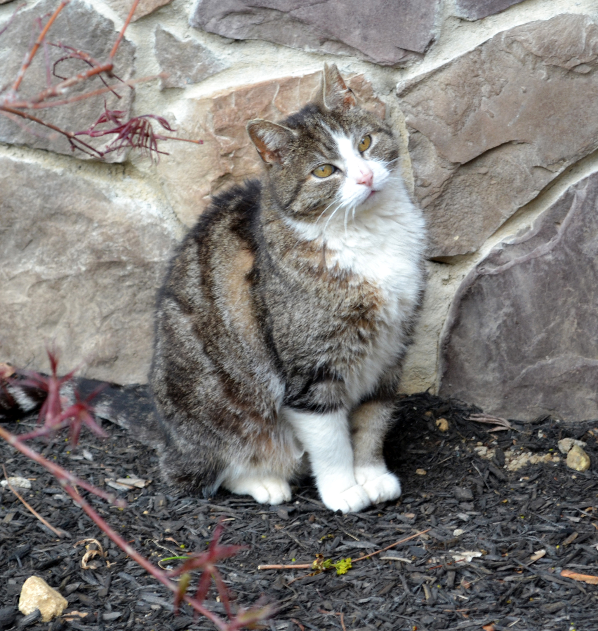 stray neighborhood cat we called outside cat