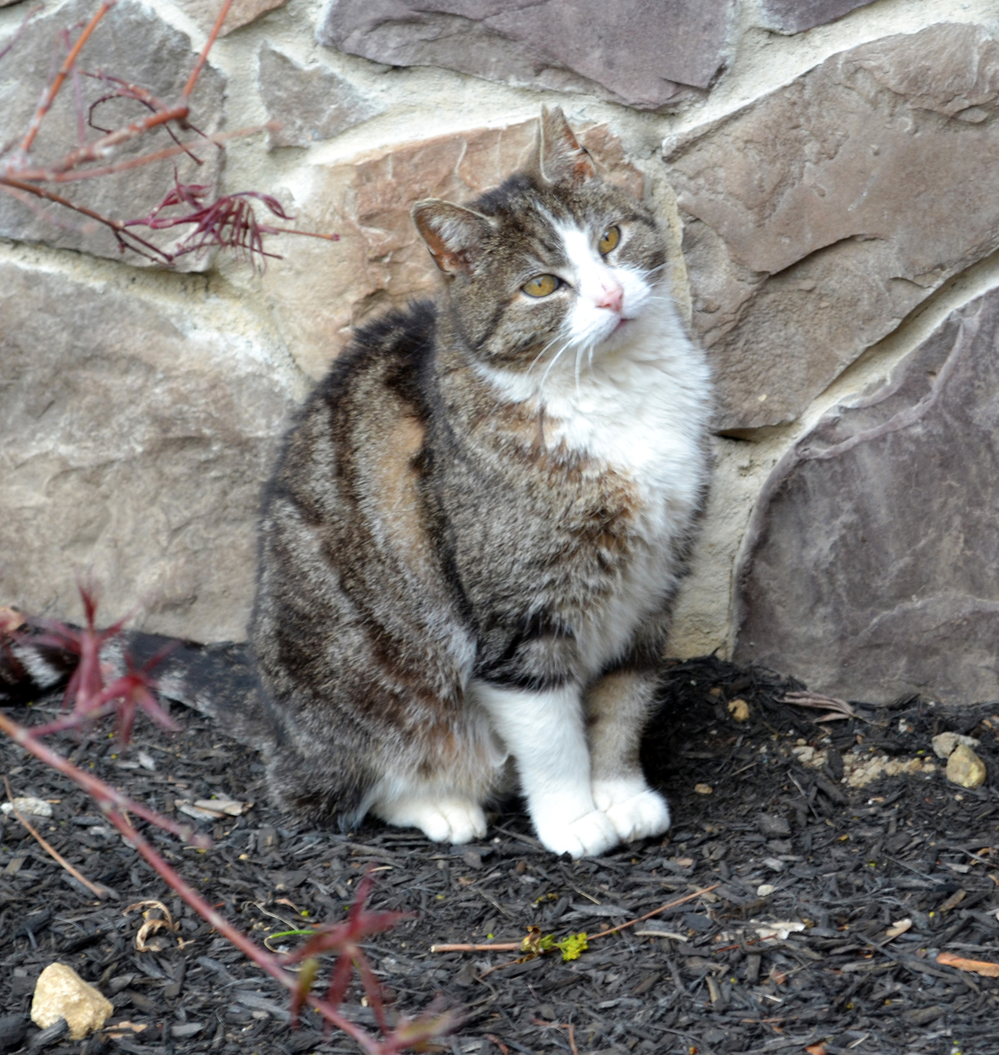 stray neighborhood cat we called outside cat