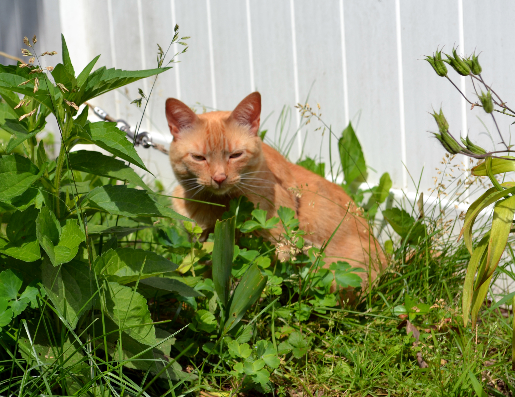 orange tabby cat Pecan in the garden