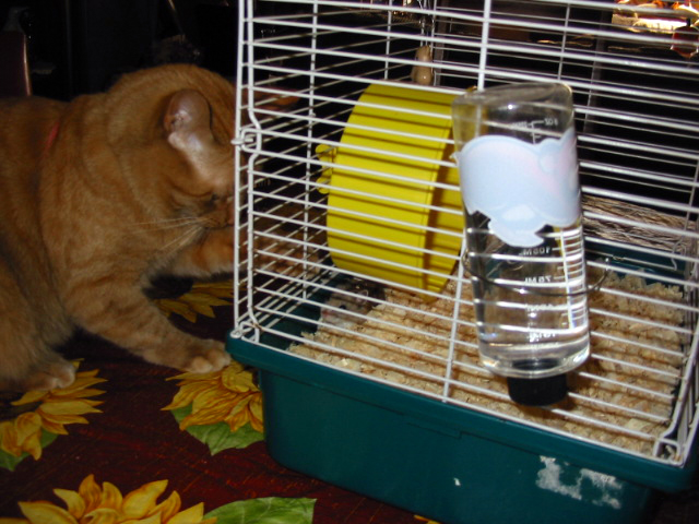 orange cat Pecan eyes up a small grey hamster in a cage