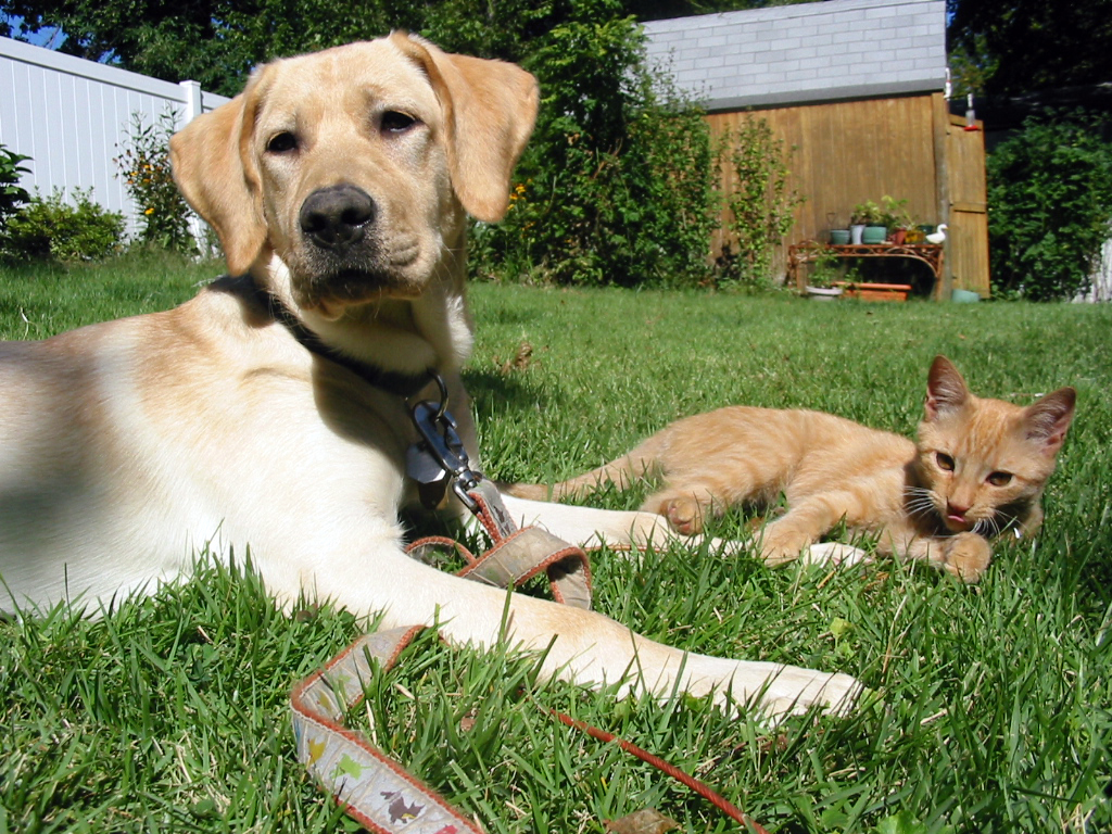 orange cat Pecan is afraid of no dog and runs the entire houshold