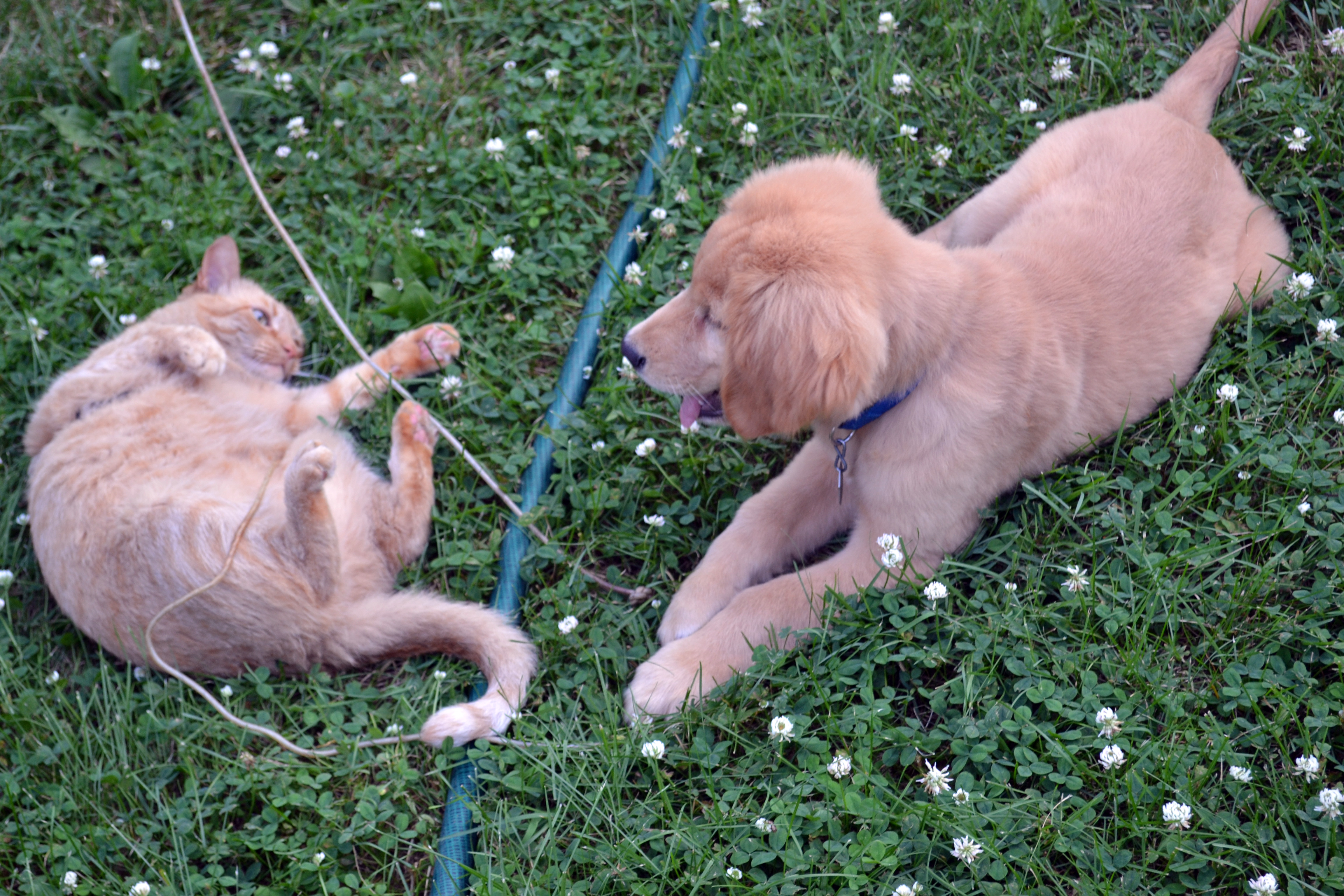 orange cat Pecan showing a golden retriever puppy Rocco whose boss