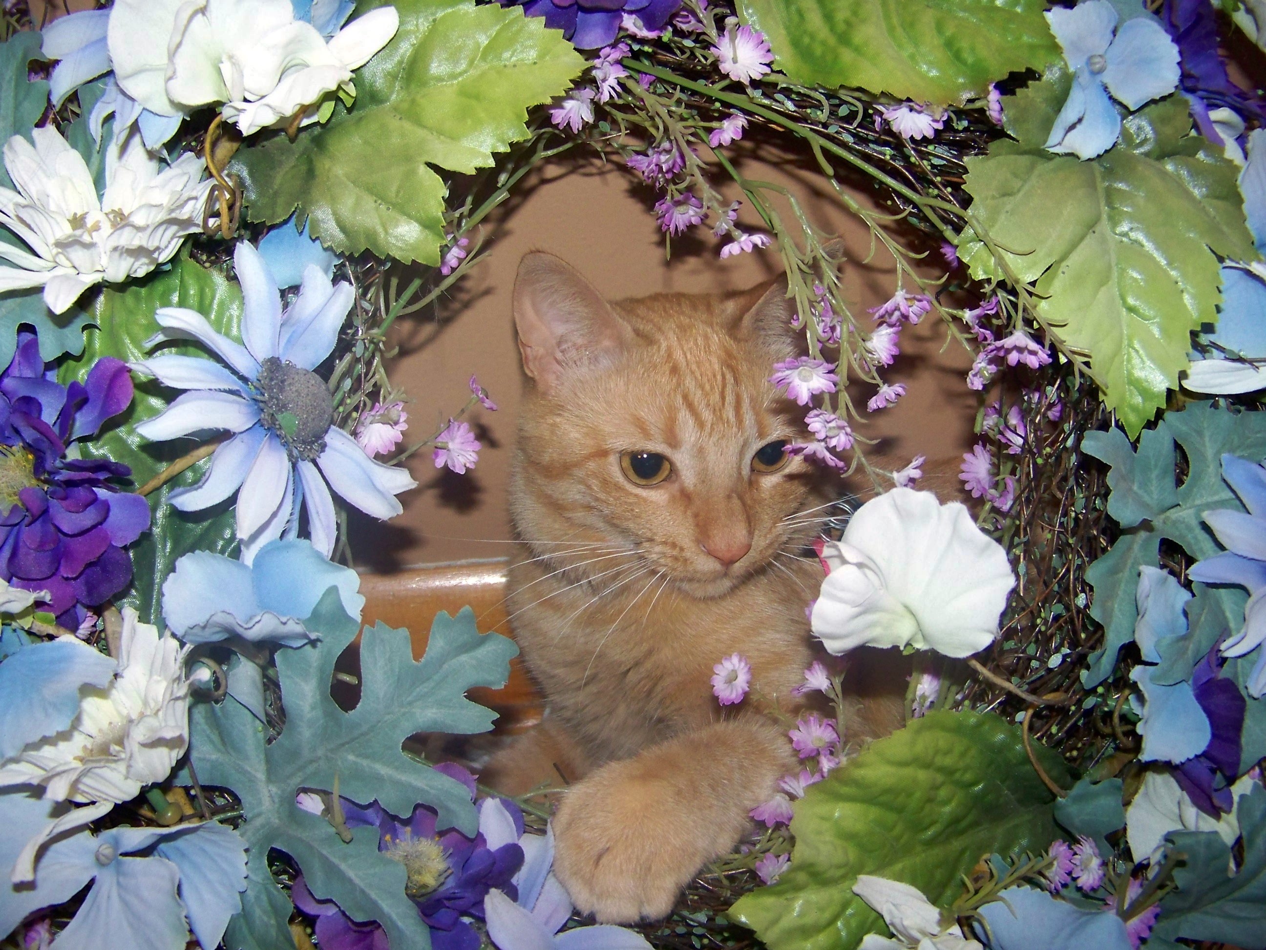 orange tabby cat Pecan sits behind a flowery wreath