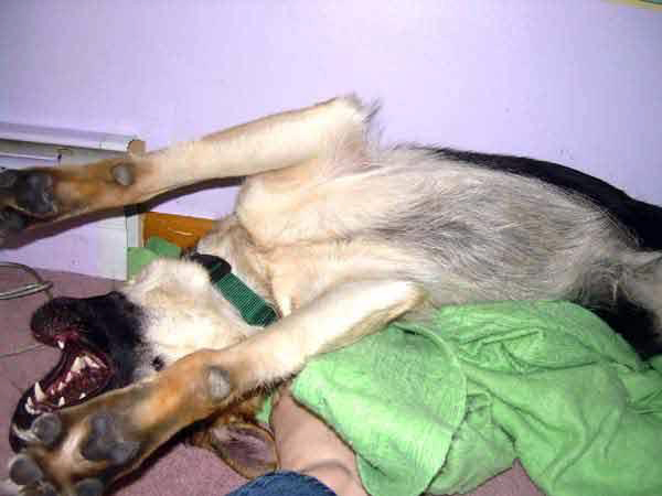 german shepherd dog Karma rolls on her back for a belly rub