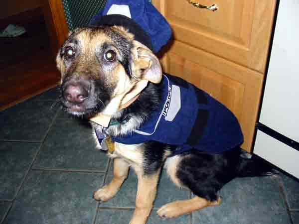 german shepherd Karma in a police costume