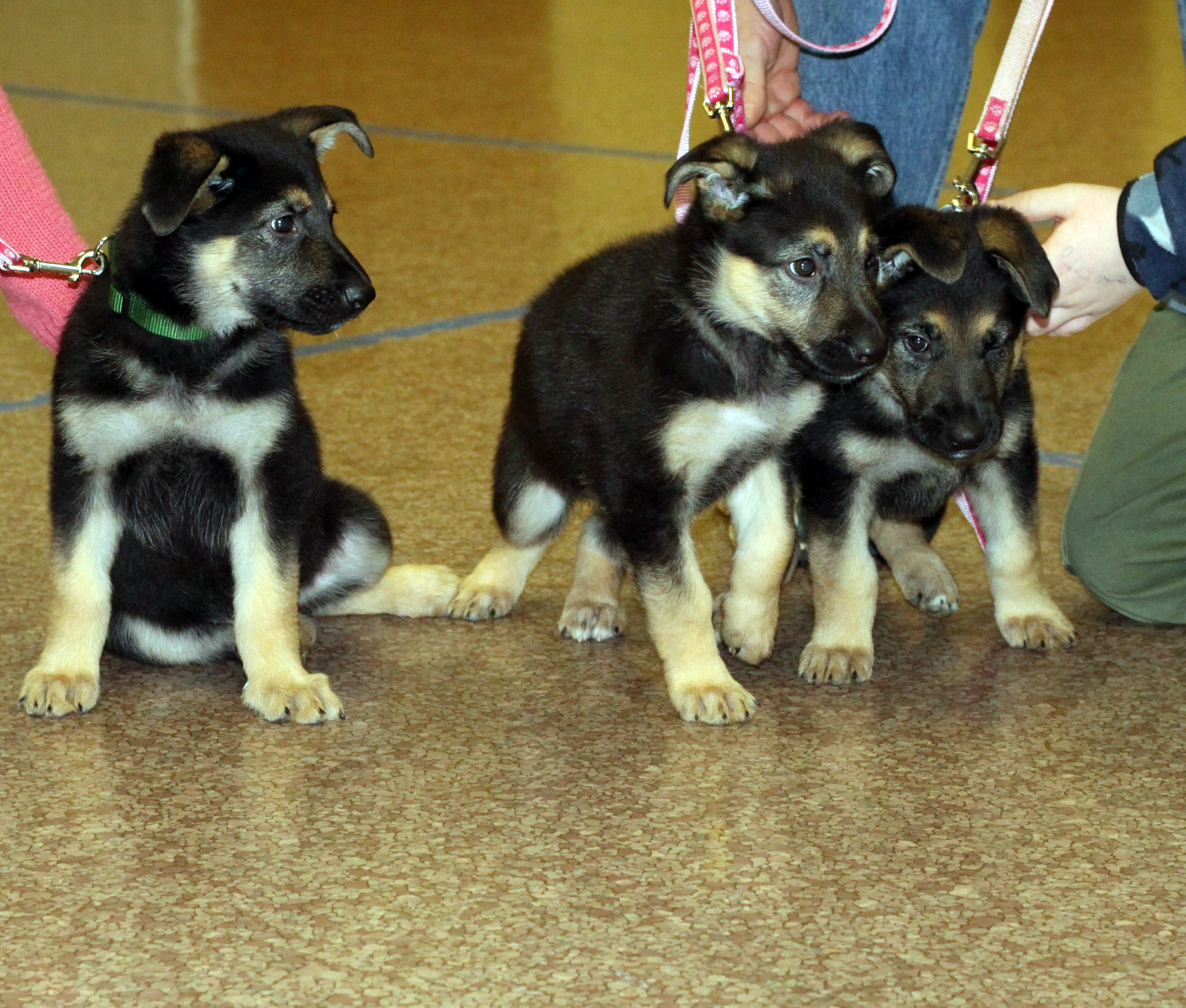 german shepherds are sisters going through the seeing eye program