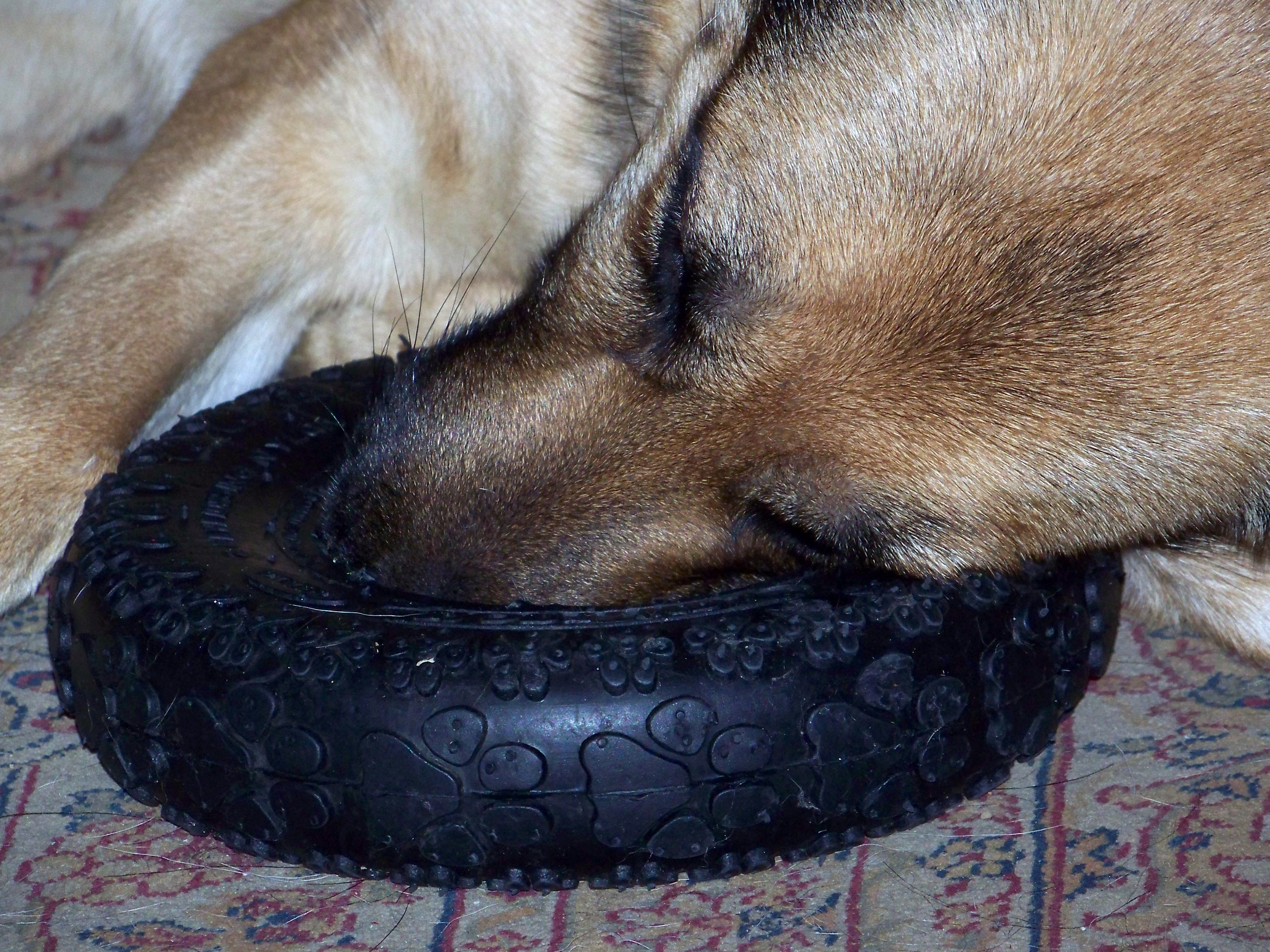 close up of german shepherd Karma taking a nap on her chew toy
