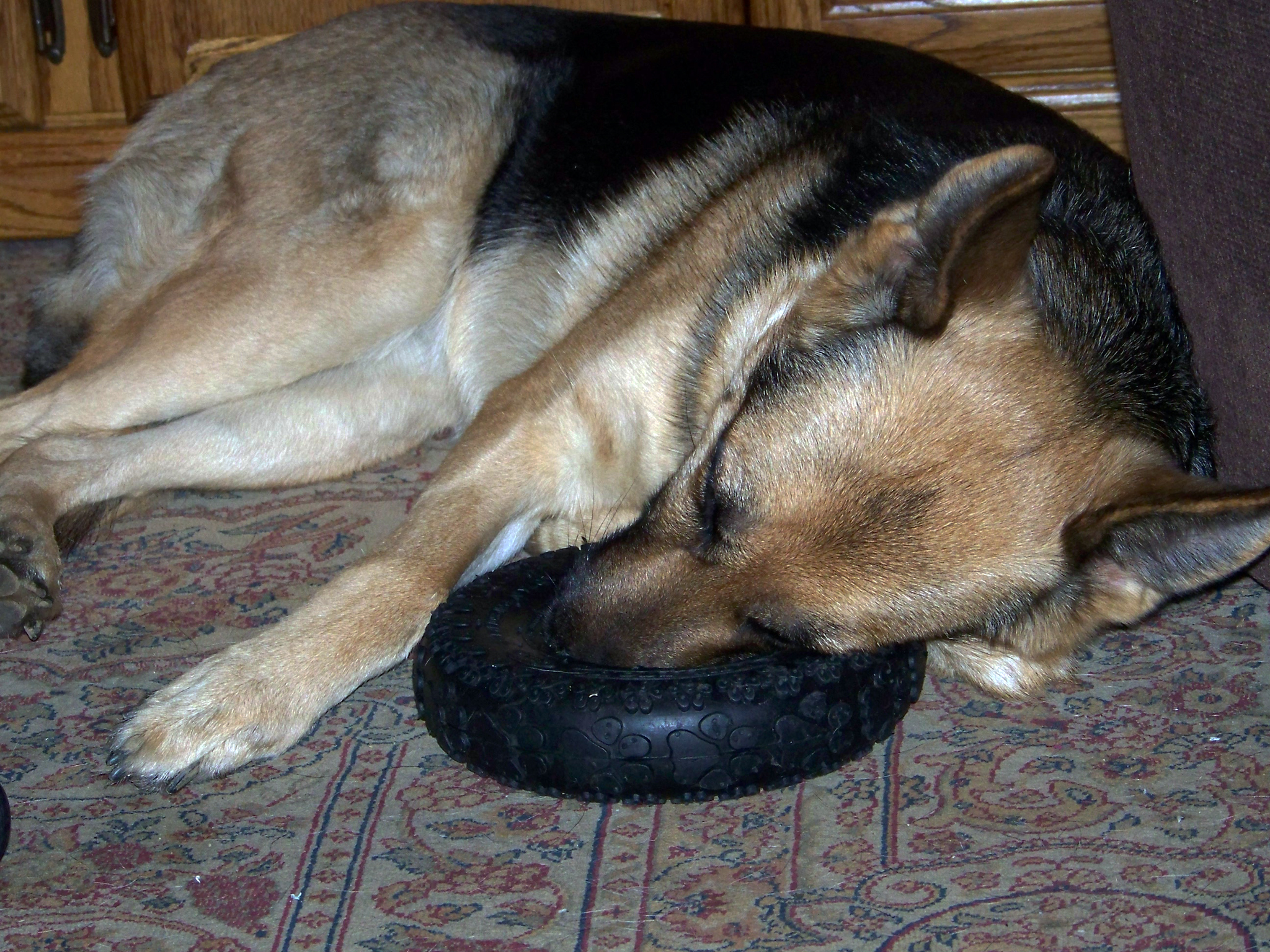german shepherd Karma taking a nap on her chew toy
