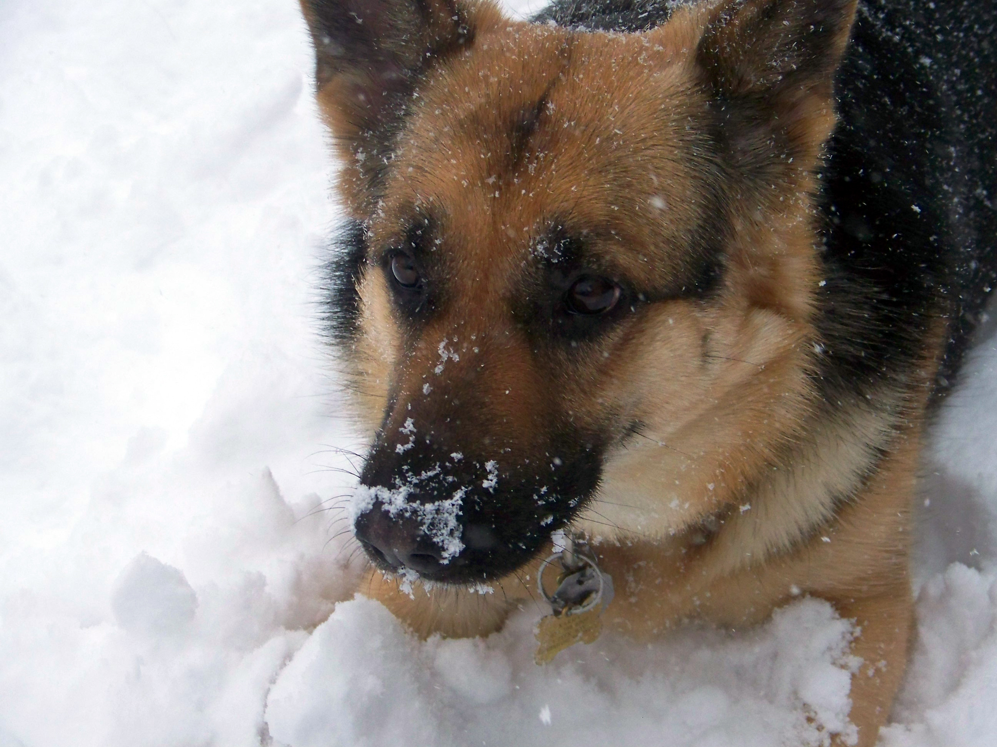german shepherd Karma enjoying the snow