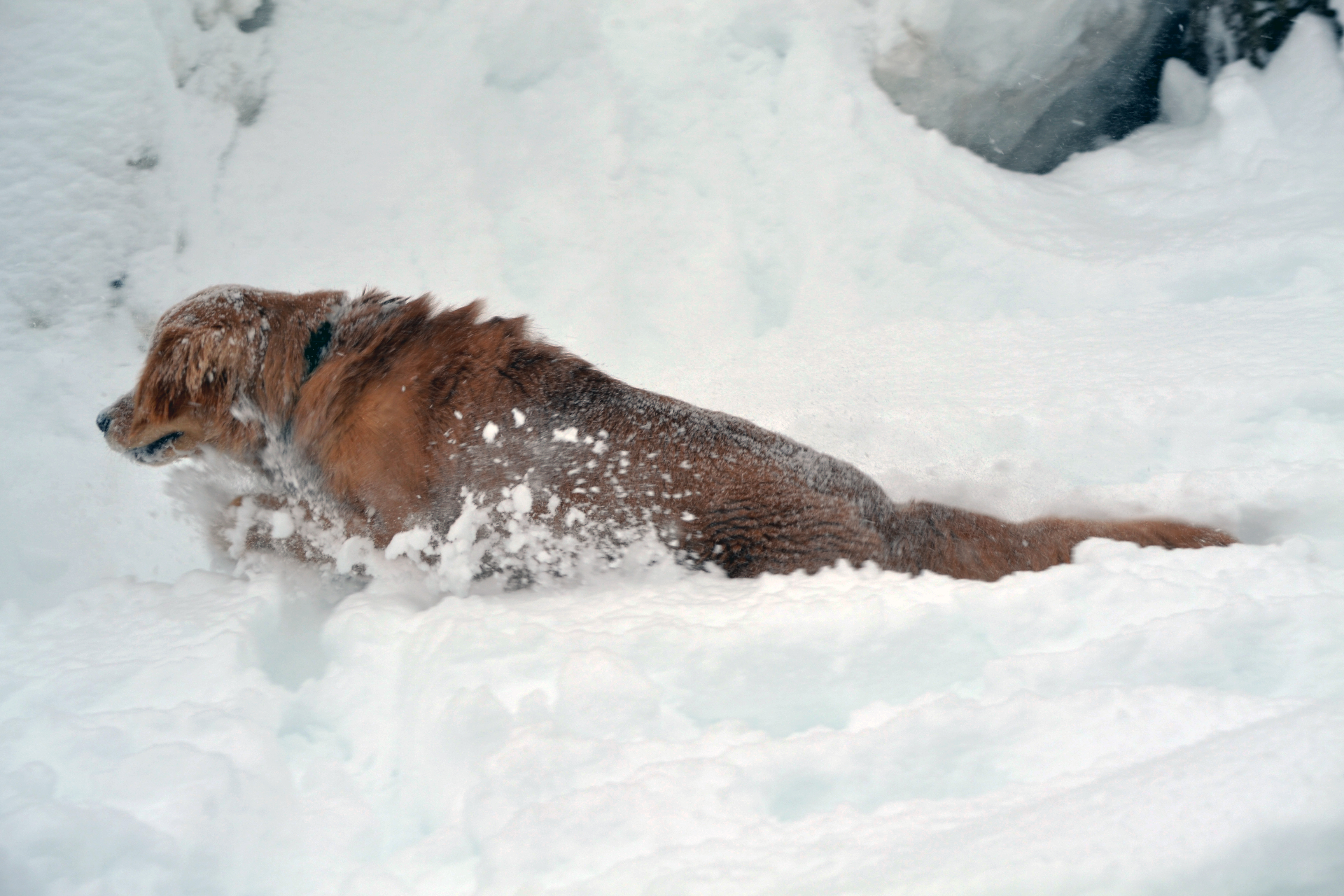 golden retriever Rocco running through some deep snow