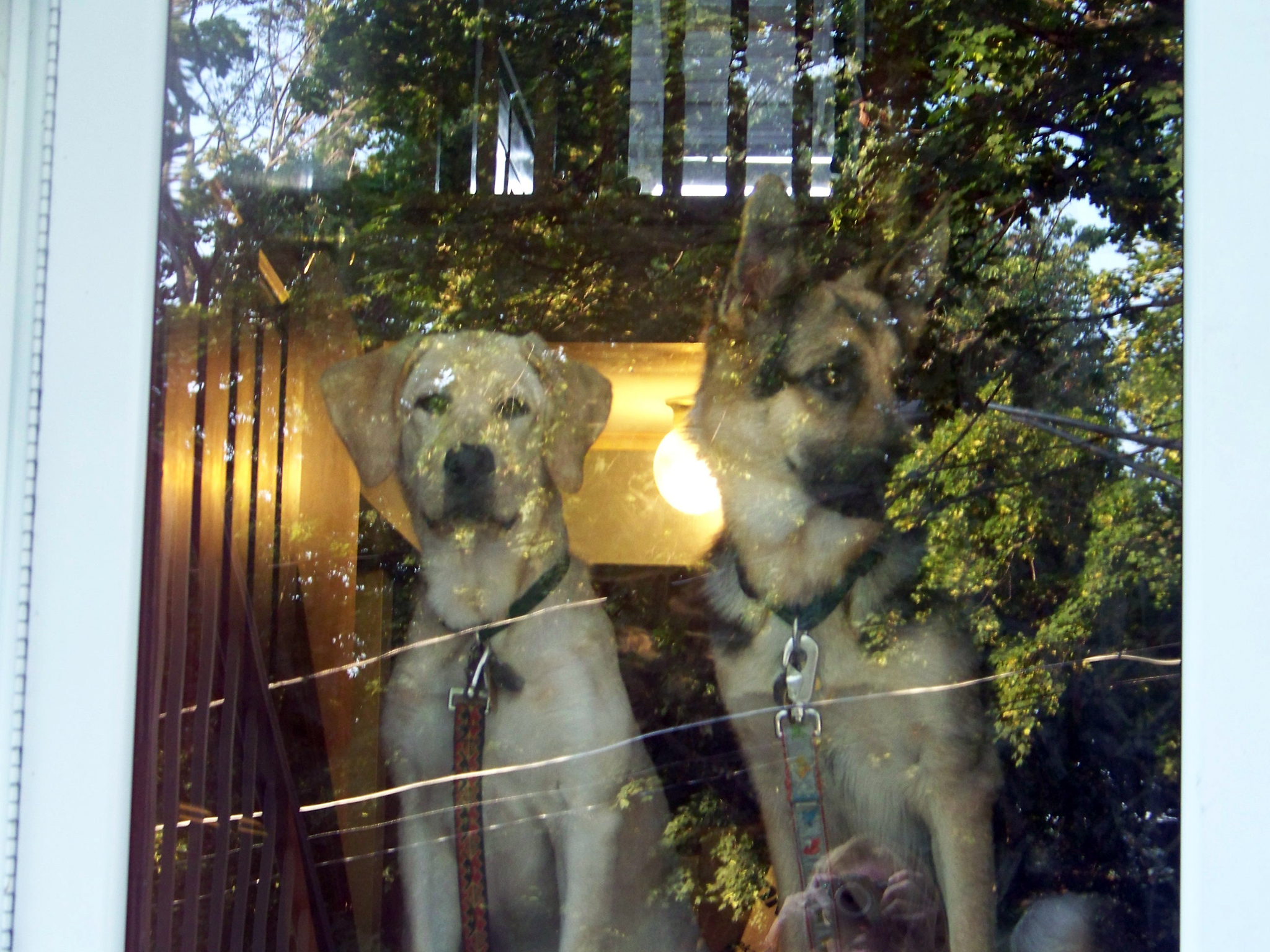 all of our dogs have loved that front door