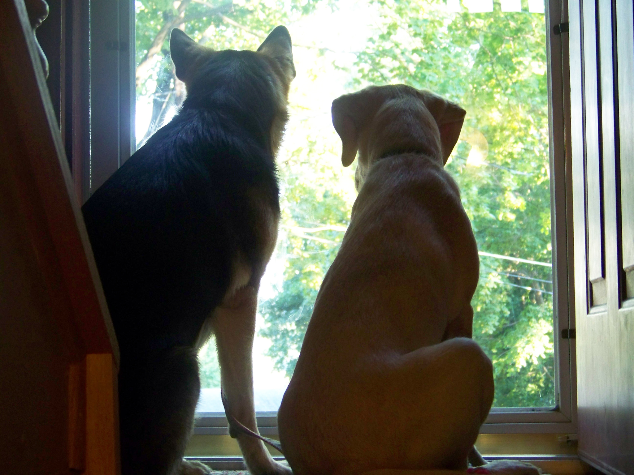 the back side of the door as german shepherd Oprah and yellow lab Haiku watch out of it