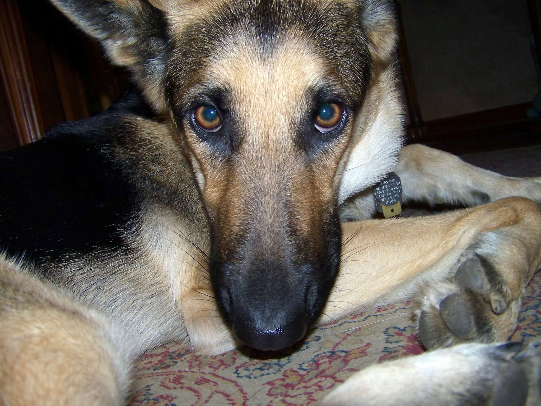 german shepherd Oprah and her beautiful brown eyes