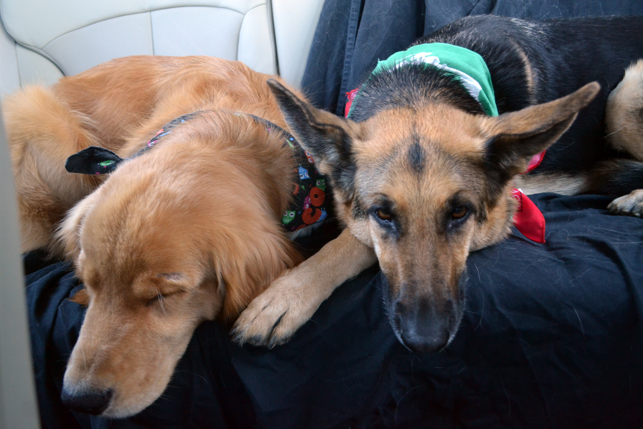 german shepherd Oprah and golden retriever Rocco after walking in a parade