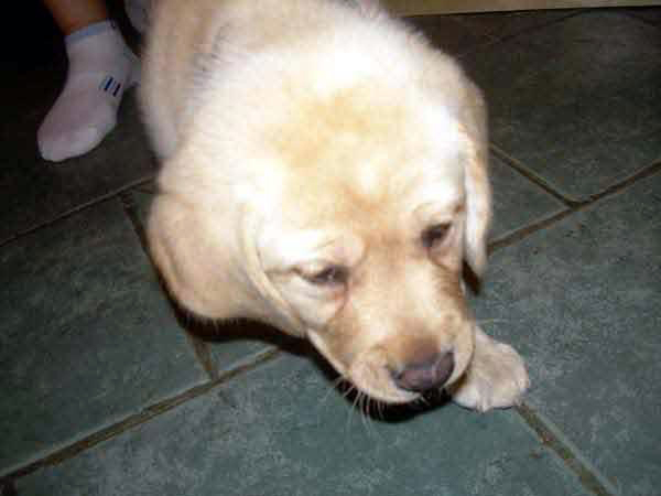 golden retriever Rocco arrives at our house