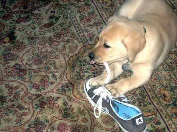 golden retriever Rocco loves shoes