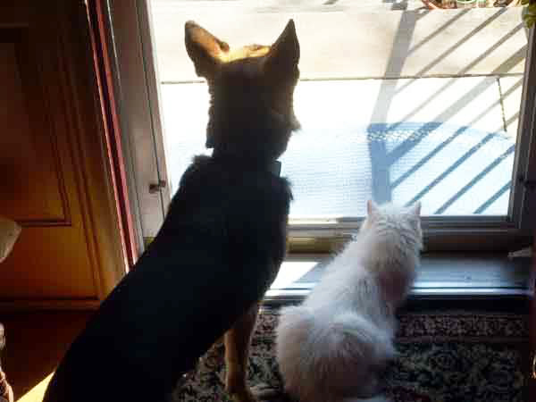 german shepherd Karma and white cat Kritter sit and watch out the front door