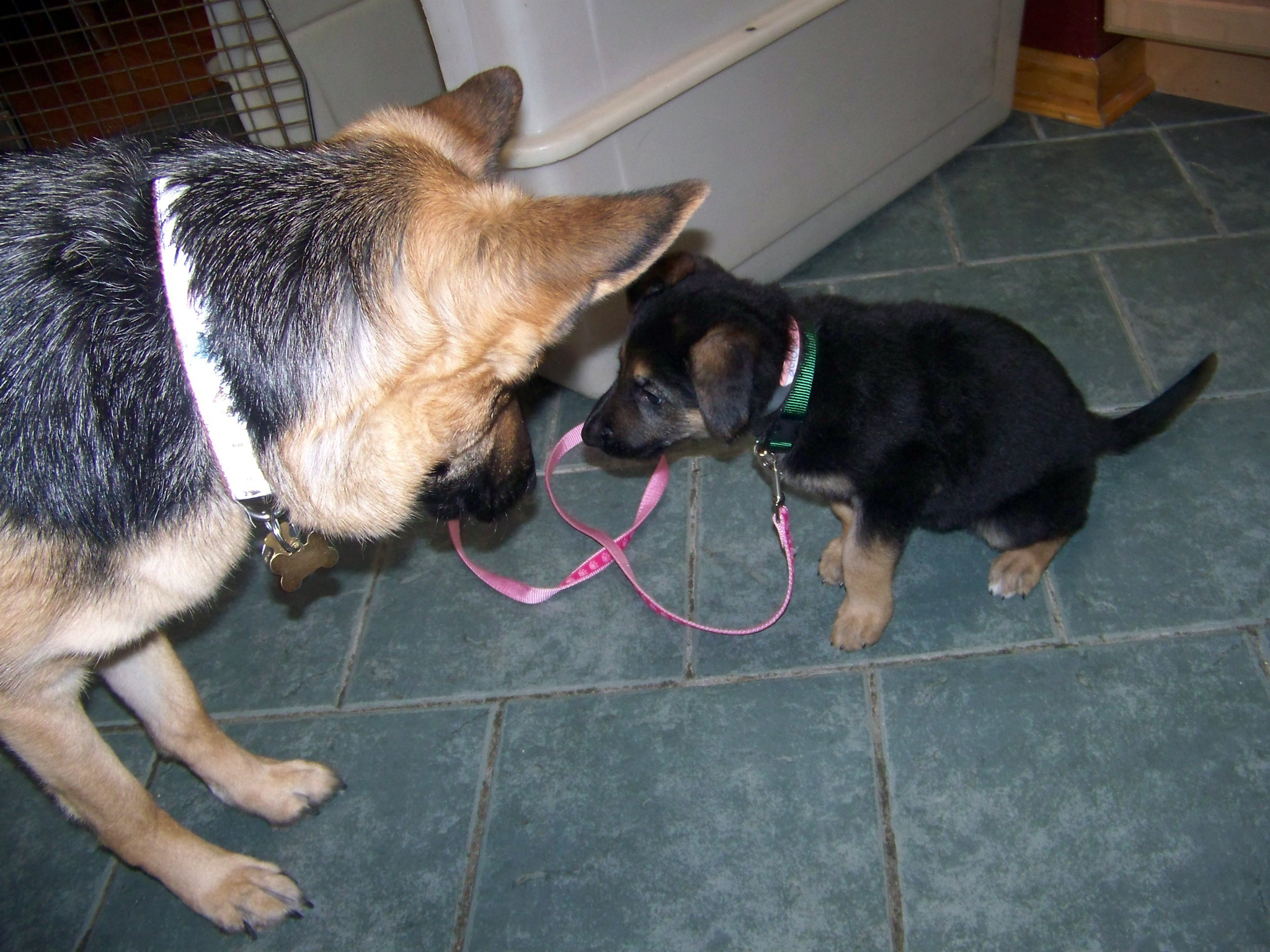 baby german shepherd Oprah asks Karma to take her for a walk