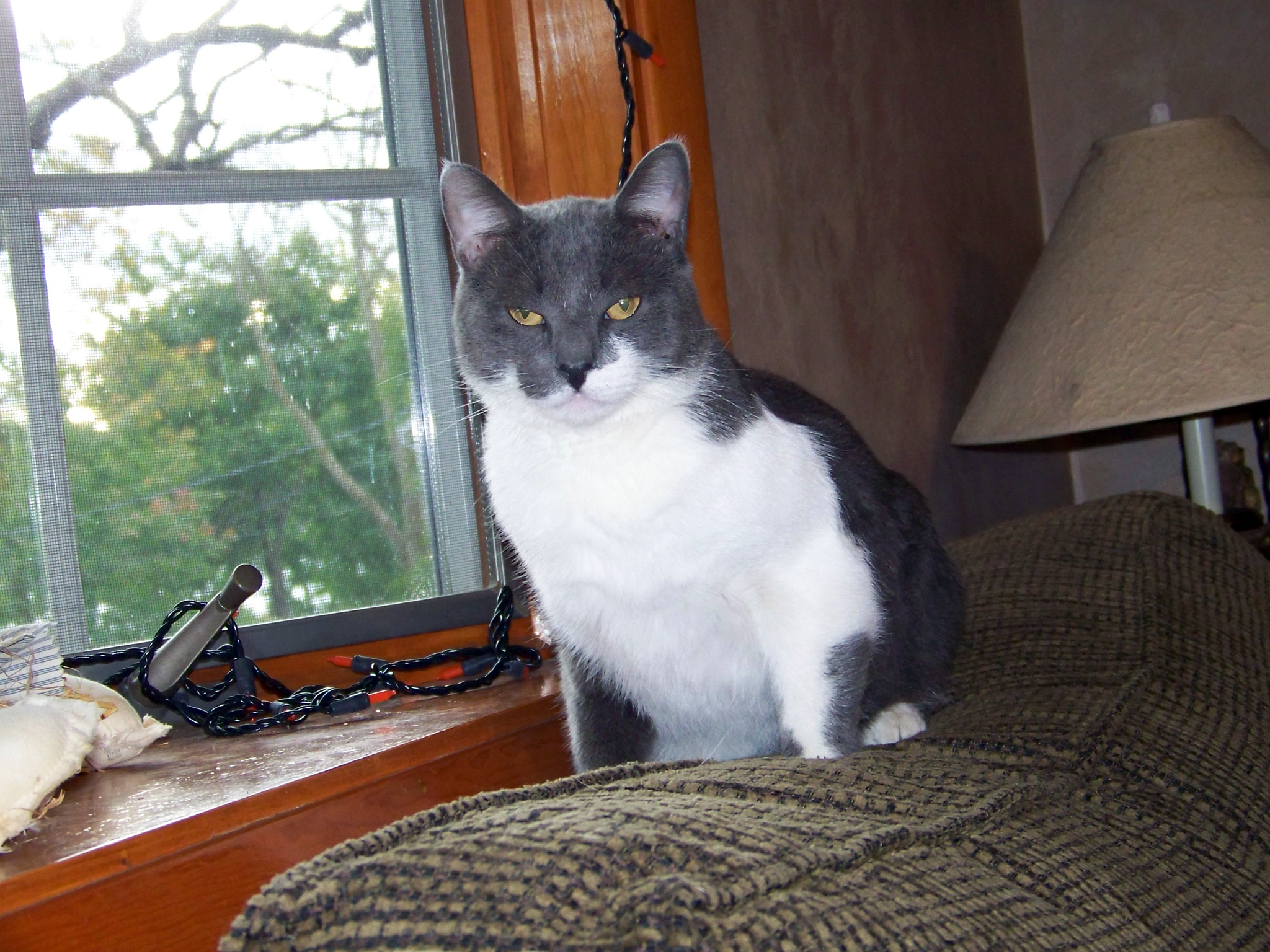 grey and white cat Joey looks annoyed that his picture is being taken