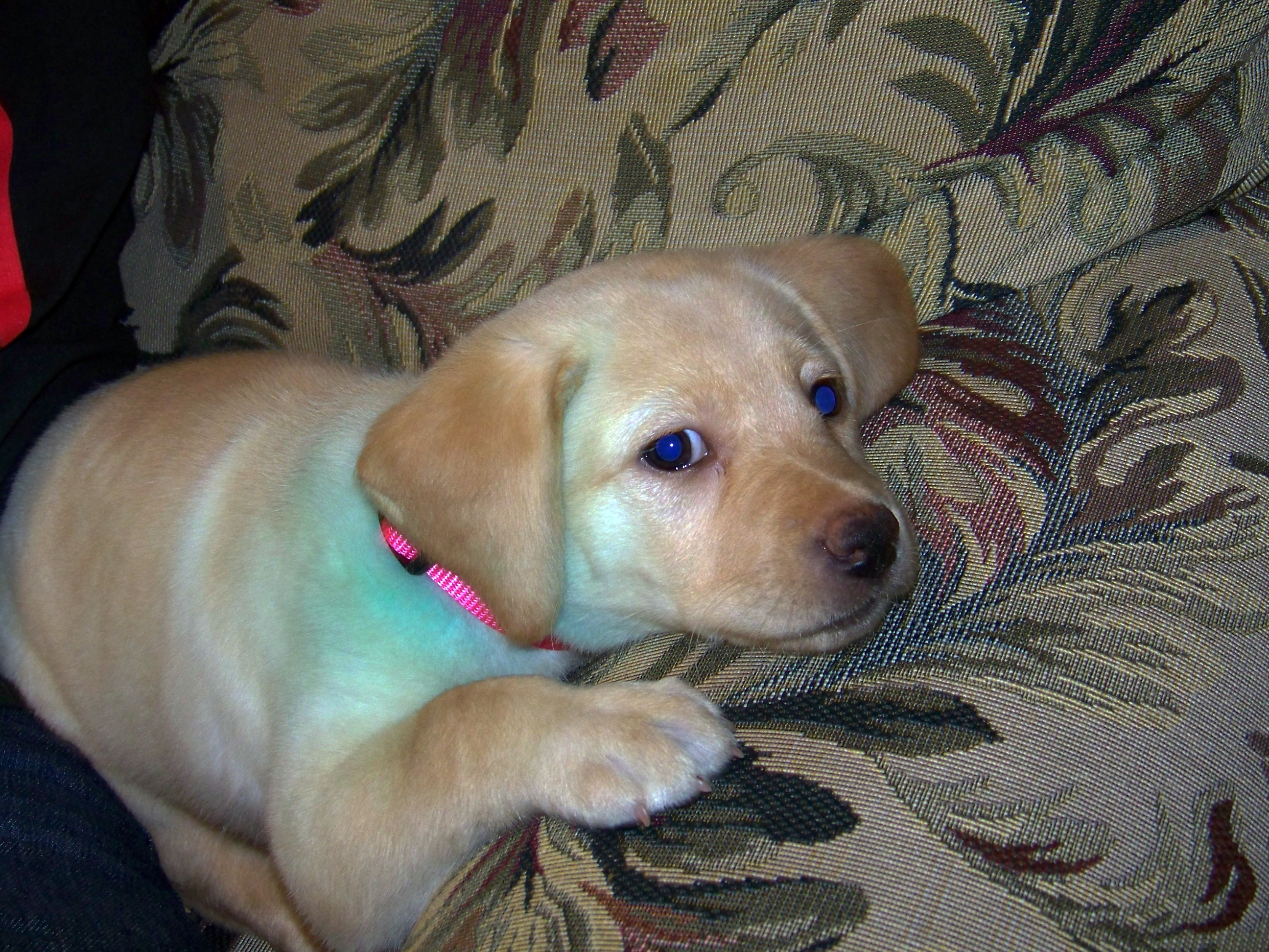 yellow lab think what kind of trouble to get into next