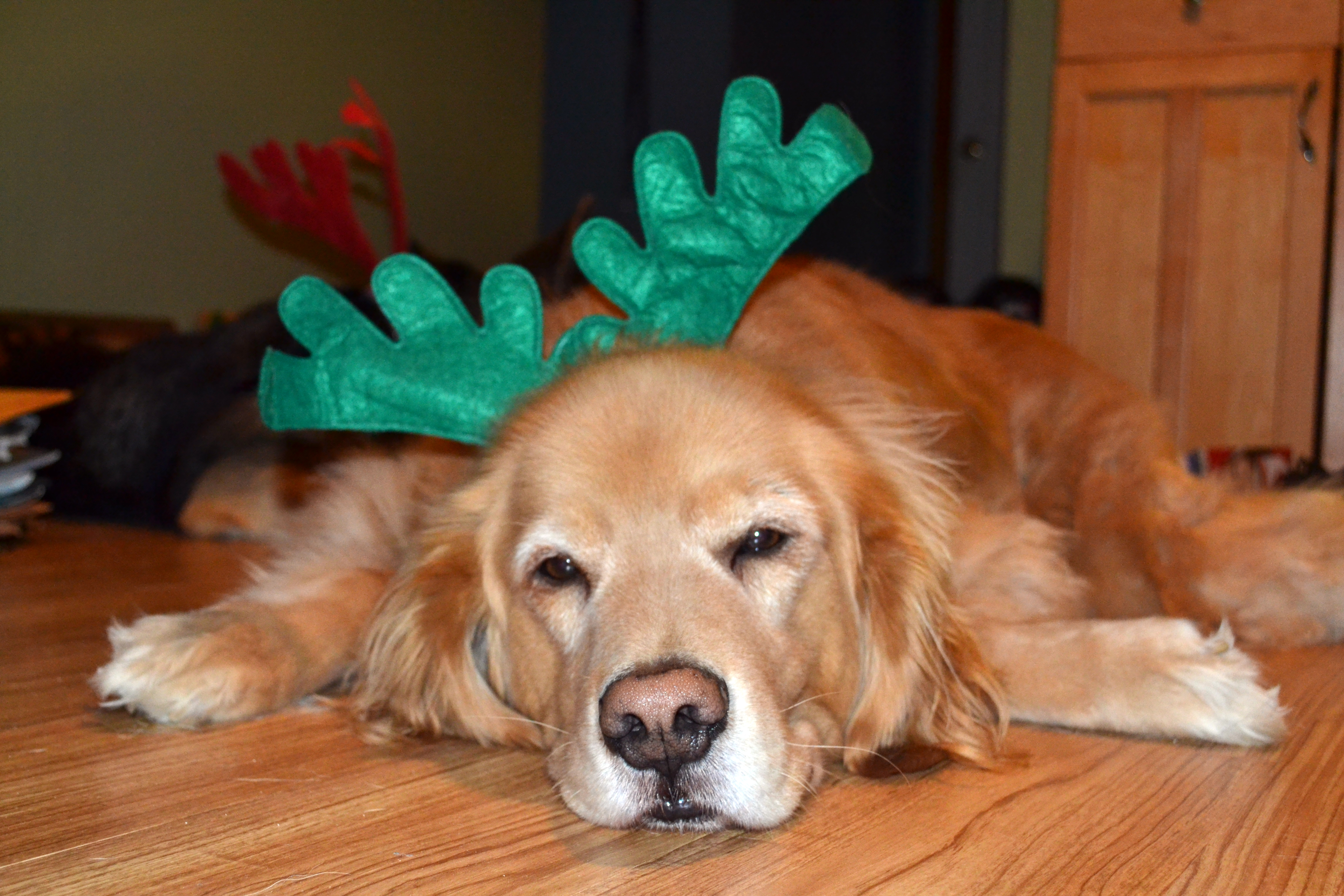 golden retriever Rocco is wondering why he has antlers