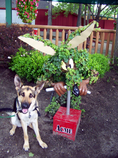 german shepherd Oprah says my ears are just as big as wile e coyote