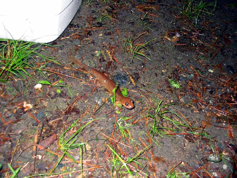 A visiting salamander