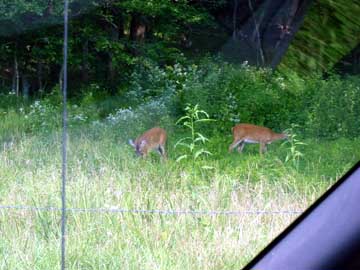 Deer