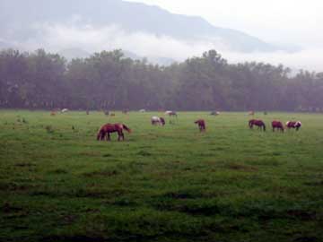 horses in the field