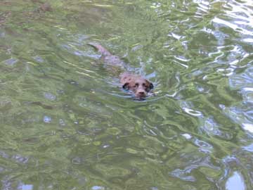Water Dog