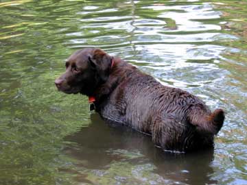 Brown Lab