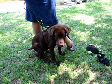 Lab Puppy