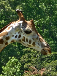 giraffe at cape may zoo