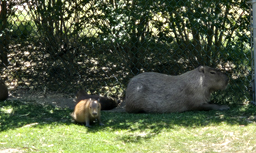 cappyberras at capr may zoo