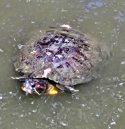 turtle at cape may zoo