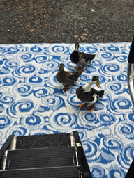 ducks at rip van winkle
