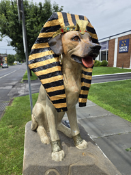 dogs of saugerties